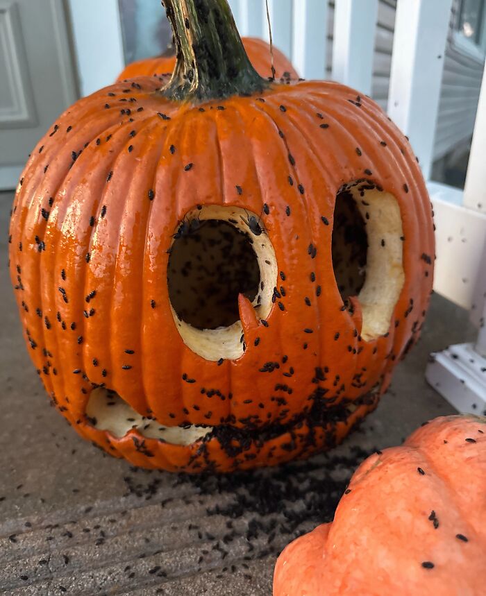 A carved pumpkin covered in insects showing when Halloween didn’t go as planned.
