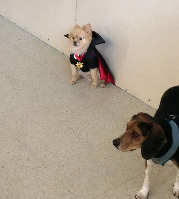 Funny Halloween photo of a small dog wearing a vampire cape sitting by a wall.