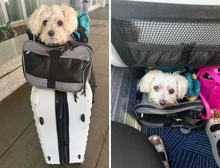 She’s Been On More Flights Than Some Humans I Know 🥴