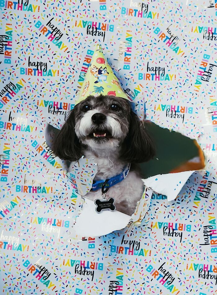 Bluey Themed Birthday Party For Watson, Mercy Is A Valentine’s Day Baby, Photo Shoots, A Bluey Themed Bedroom, Baked Salmon, Veggies And Yogurt On Weekends 🐾🤍🐾
