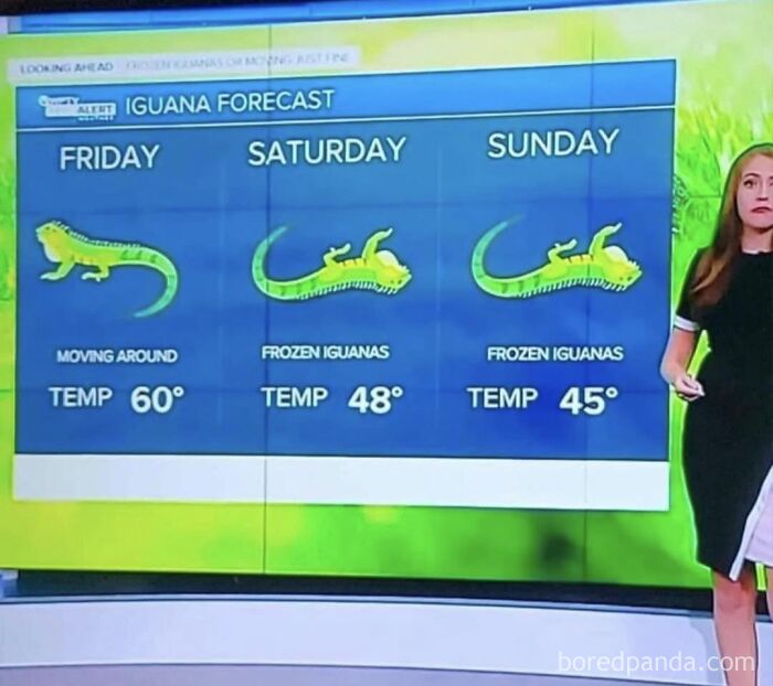 Funny post of a news weather graphic measuring temperature using frozen iguanas instead of the metric system.