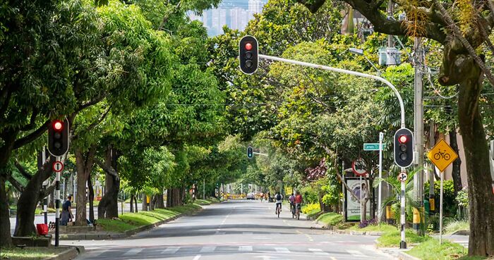 Colombia Reduced Temperatures By 5°c By Planting 880,000 Trees Along The Streets Of Its Cities