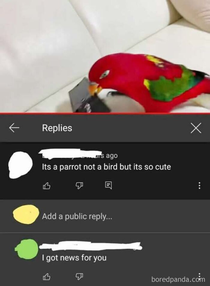 A social media comment claiming a parrot is not a bird, an example of people being confidently wrong.