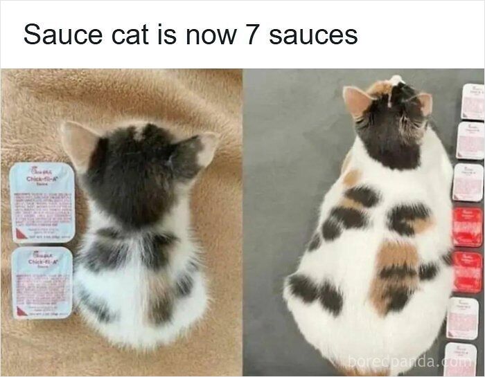 Cat measured using sauce packets instead of the metric system.