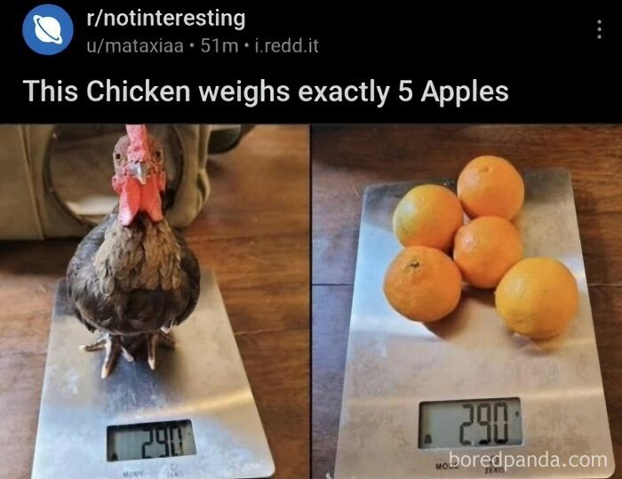 Side-by-side scale comparing a small chicken and five fruit items, highlighting funny posts about non-metric system units