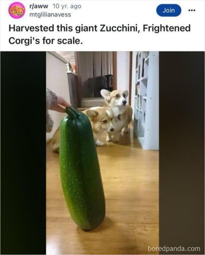 Large zucchini on the floor with two Corgis for scale, a funny post showing non-metric system comparison methods.