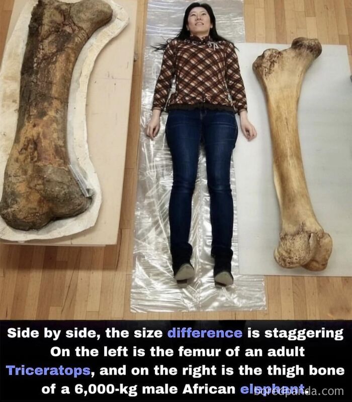 Woman lying between a Triceratops femur and elephant bone, illustrating funny posts about non-metric system measurements.