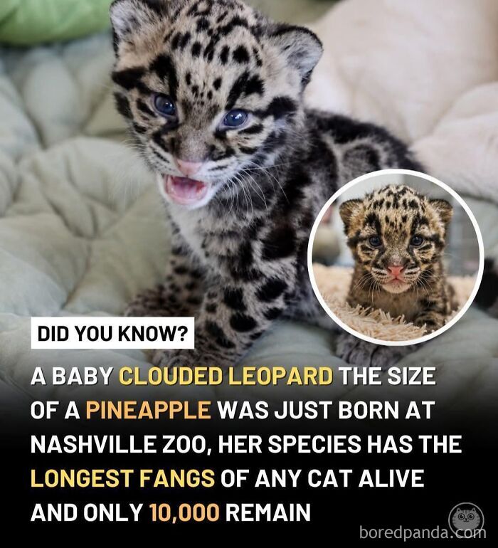 Baby clouded leopard facts highlighting funny measurements over the metric system.