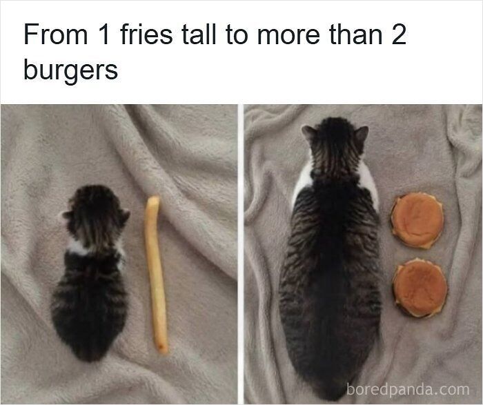 Cat size comparison using french fries and burgers instead of the metric system.