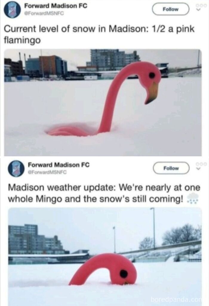 Social media posts measuring snow depth with a plastic flamingo instead of metric system.