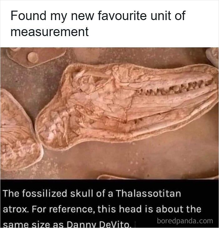 Funny post measuring a fossilized skull using Danny DeVito, proving Americans will use anything but metric system