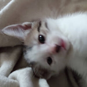 gailpreston_1 avatar