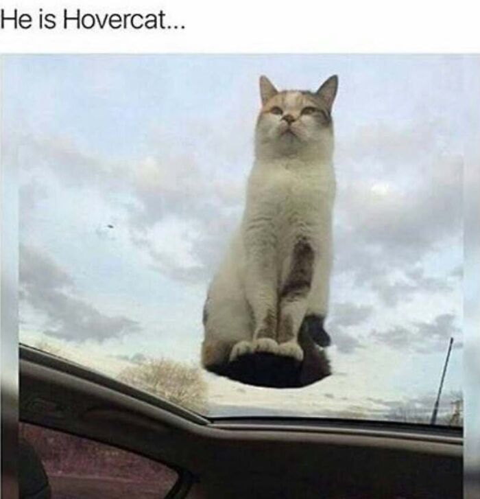 Amusing cat memes featuring a feline sitting on a glass sunroof making it look like Hovercat floating in the sky.