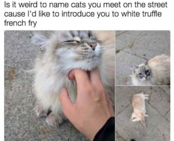 Funny cat memes photo collage showing a friendly fluffy stray cat getting chin scratches on the street.