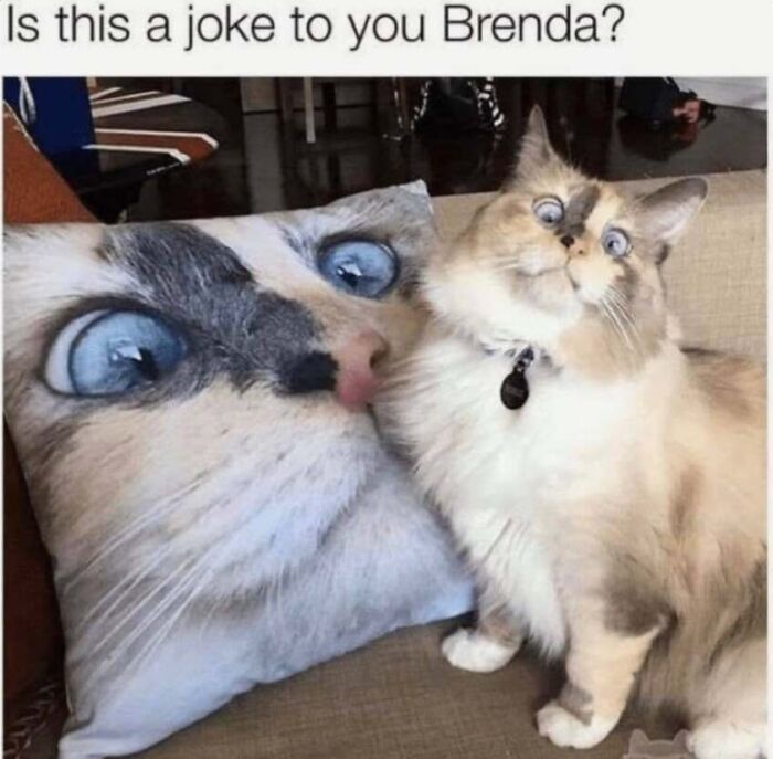 Humorous cat memes post featuring a wide-eyed cat sitting next to a pillow printed with its own feline expression.
