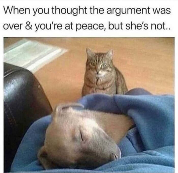Cat meme showing a cat staring intensely at a sleeping dog wrapped in a blanket.