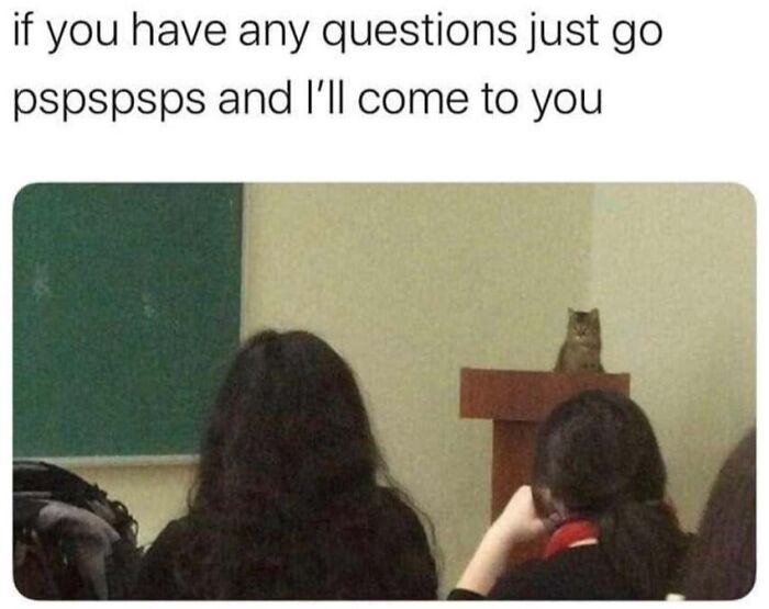 Hilarious cat memes showing a small cat standing behind a podium presenting to a classroom full of students