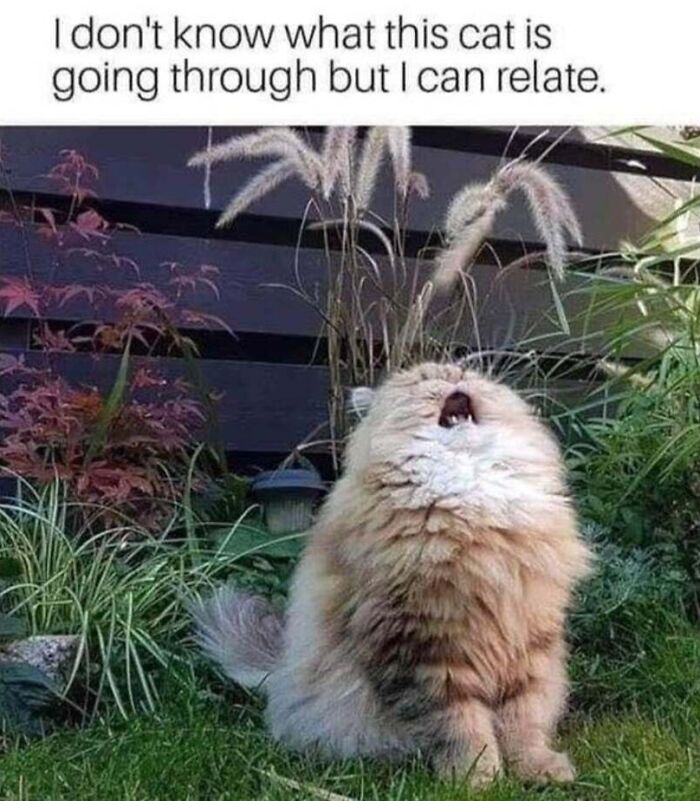 Relatable cat memes featuring a fluffy cat looking up and dramatically meowing outdoors in the grass
