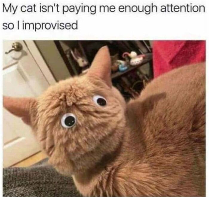Orange cat with googly eyes stuck on its back showing funny feline expressions in cat memes.