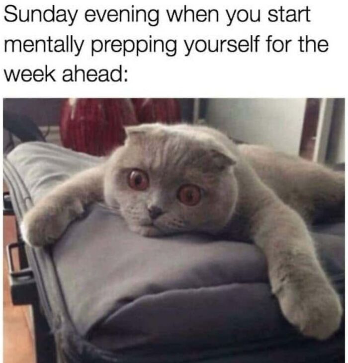 Anxious cat looking worried on a cushion, showing feline expressions in funny cat memes.