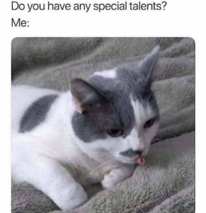 Silly cat meme showing a kitty sticking its tongue out with a funny expression.