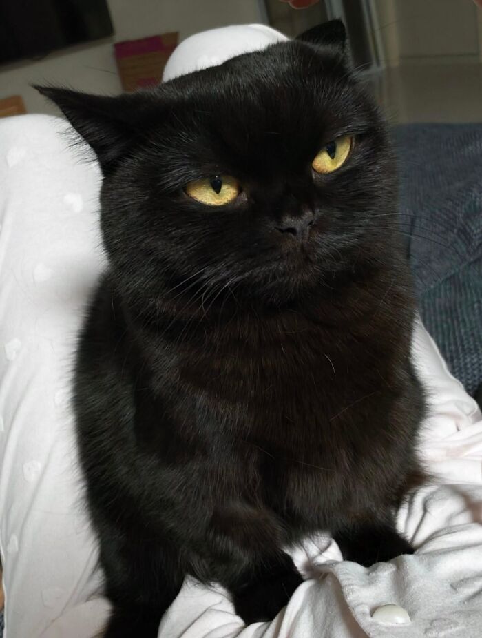 Funny black cat sitting indoors with a humorous moody expression