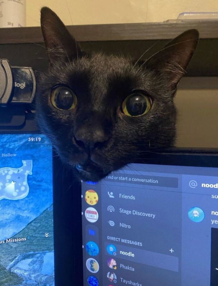 Funny black cat peeking wide-eyed over a computer monitor screen