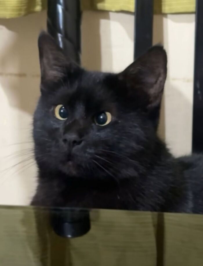 A curious black cat looking up attentively near a table.
