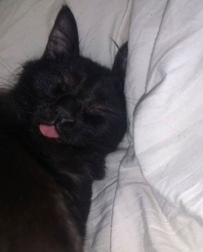 An adorable black cat sleeping with its tongue sticking out.