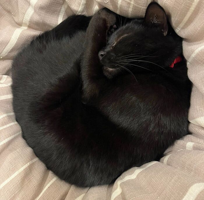 A black cat sleeping soundly curled up in a tight circle on a soft blanket.