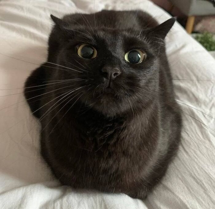 An adorable black cat sitting in a loaf position on a white bed sheet.