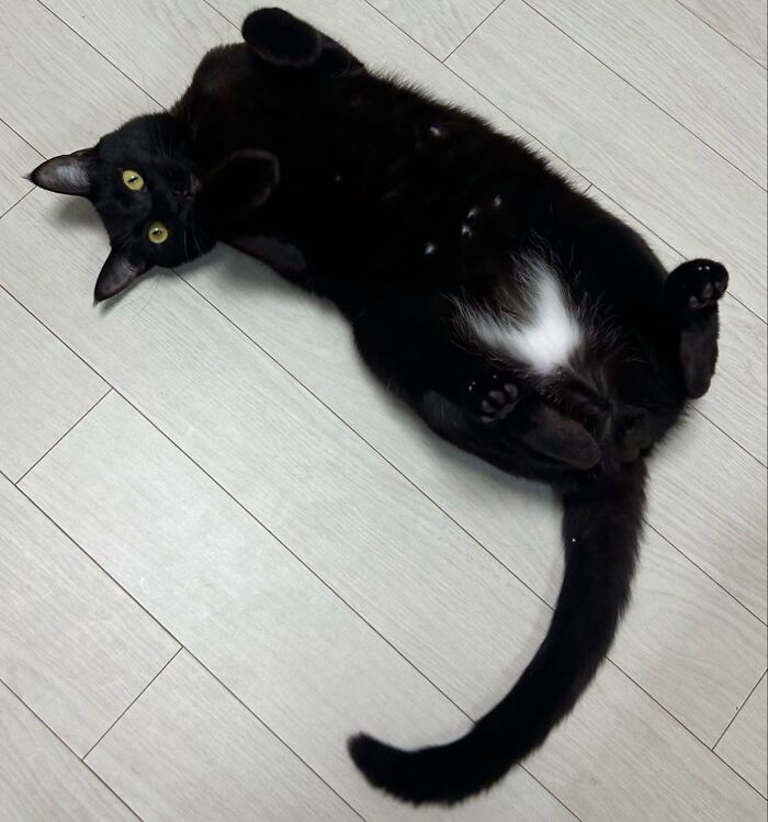 An adorable black cat lying on its back on a light wooden floor showing its tummy patch.