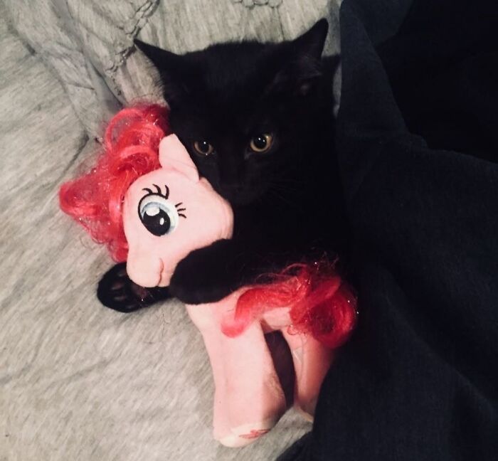 An adorable black cat lying on a bed and snugly hugging a pink plush pony toy.