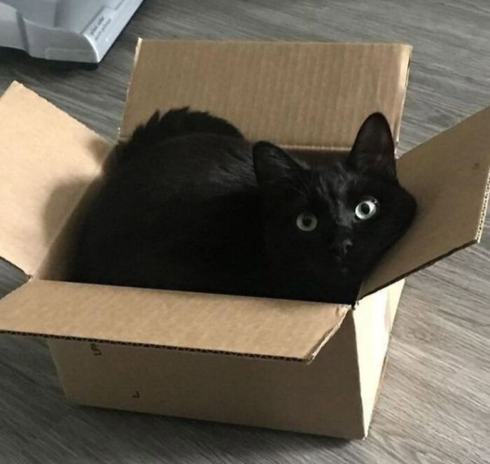 An adorable black cat sitting inside a small cardboard box.