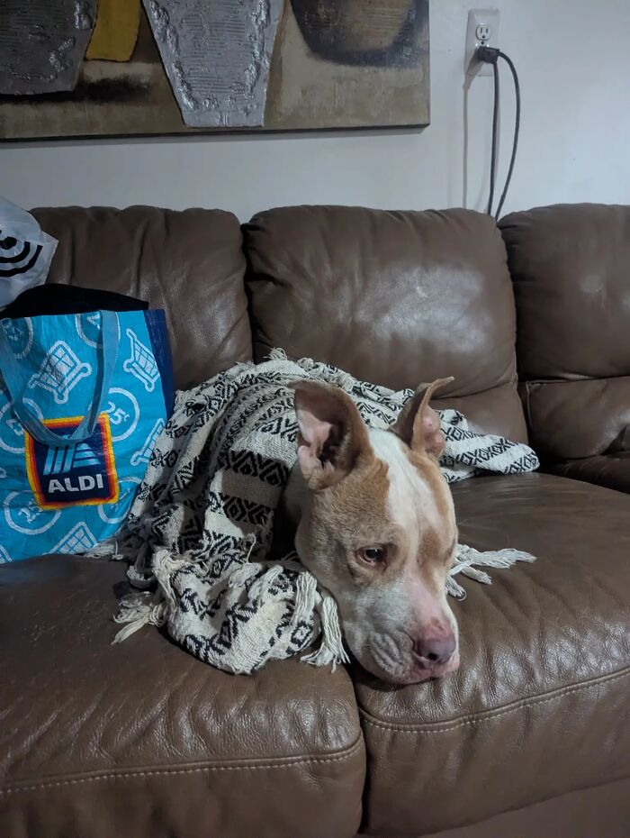 A tan and white dog rests on a brown leather couch under a blanket, illustrating a viral TikTok trend of pet stories.