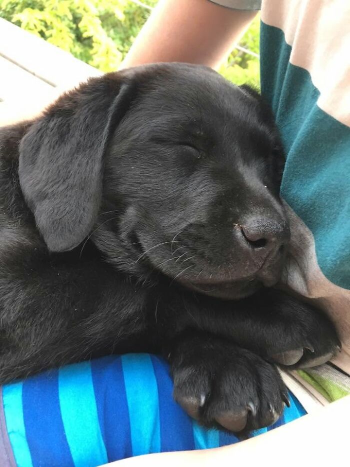 Close-up of adorable sleeping black Labrador puppy lying comfortably on someone's lap