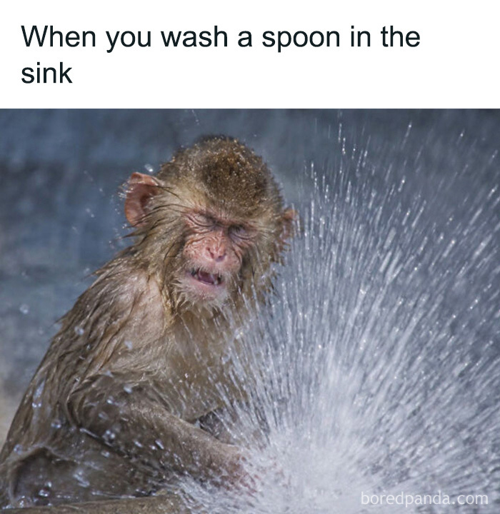 Relatable animal memes feature a wet monkey getting splashed with water like washing a spoon in a sink.
