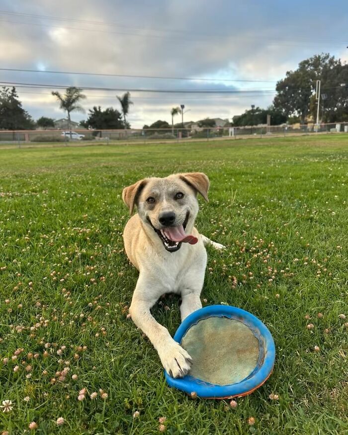 A happy rescue dog sitting on a grassy field with a blue frisbee toy.