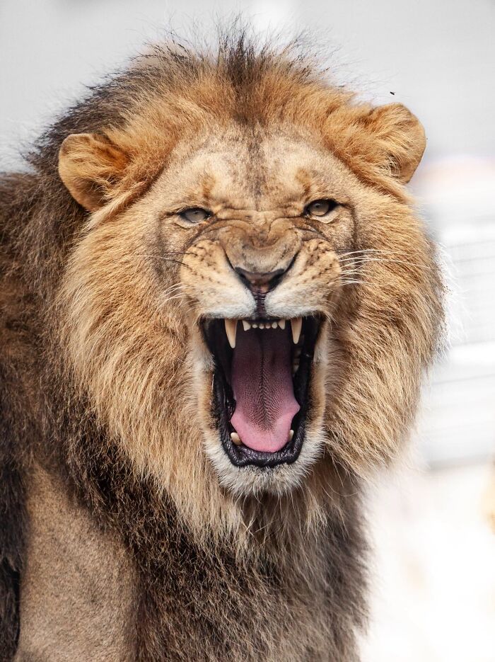 Majestic male lion yawning big cats reaction captured close up.