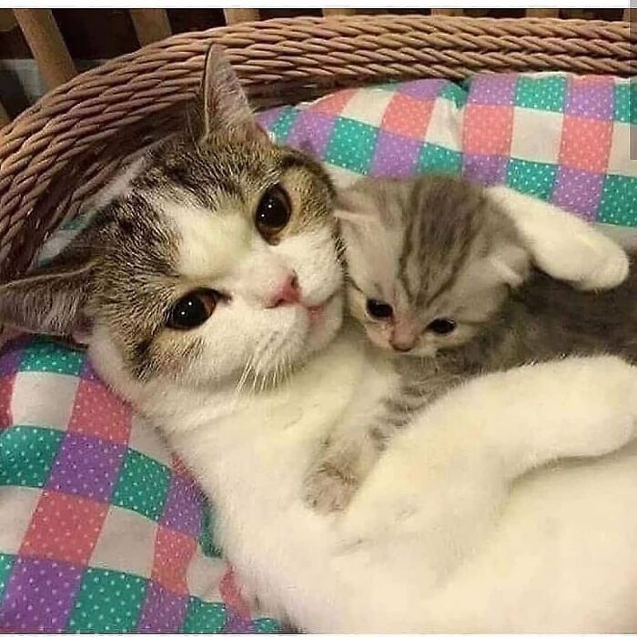 21 Heartwarming Photos Of Mama Cats And Their Kittens That Show A Mother’s Love Is Truly Special