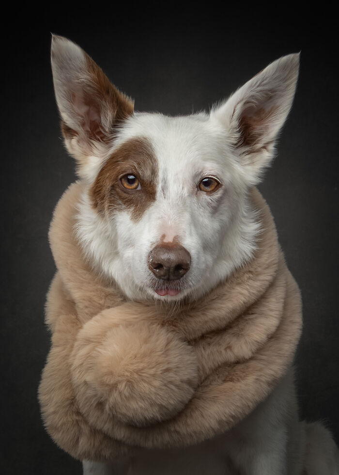 Dog portrait wrapped in a cozy scarf with expressive eyes, celebrating dogs' personalities