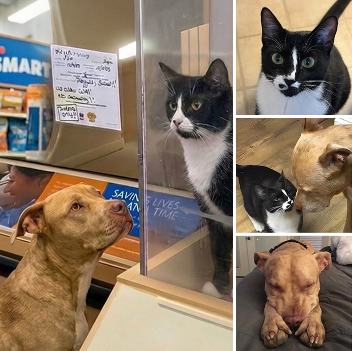 Collage of a black-and-white cat bonding with a tan dog, capturing inspiring stories of cats finding friendship.