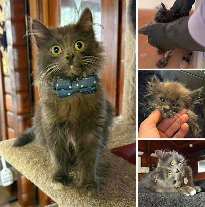 Four photos showing a grey fluffy cat wearing a bow tie, showcasing inspiring stories of cats rescued and loved.