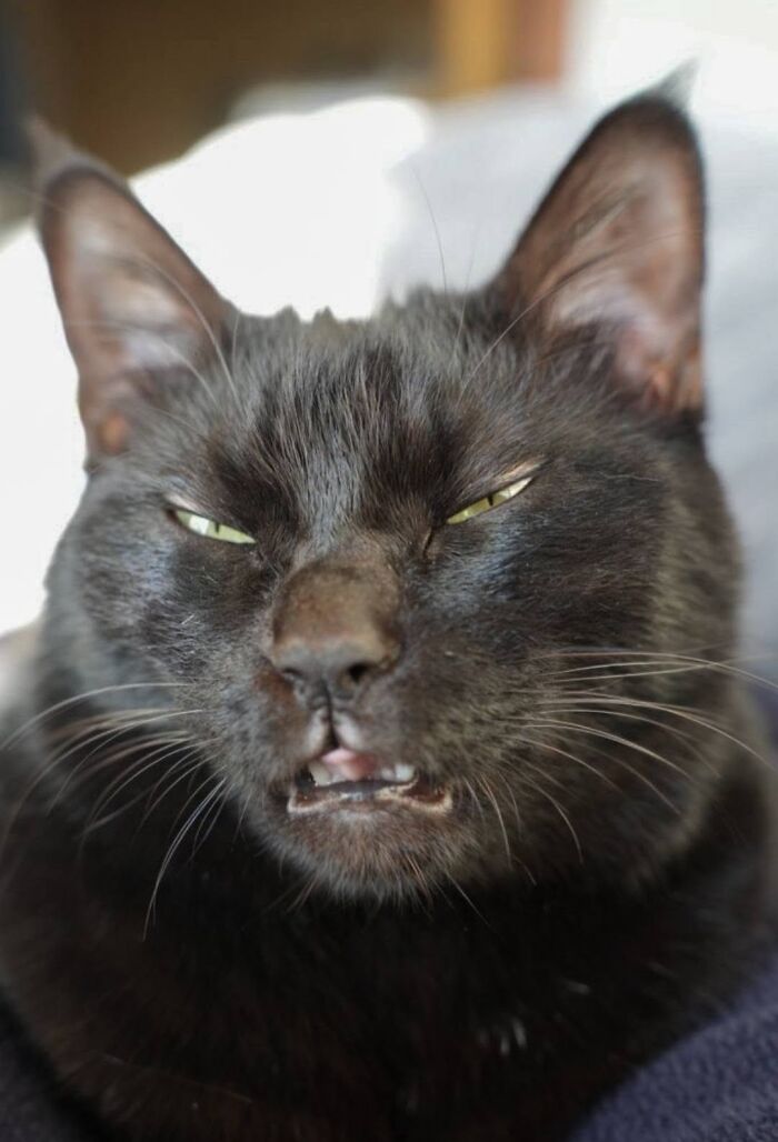 Close up of a funny black cat making a silly face with squinted eyes and open mouth.