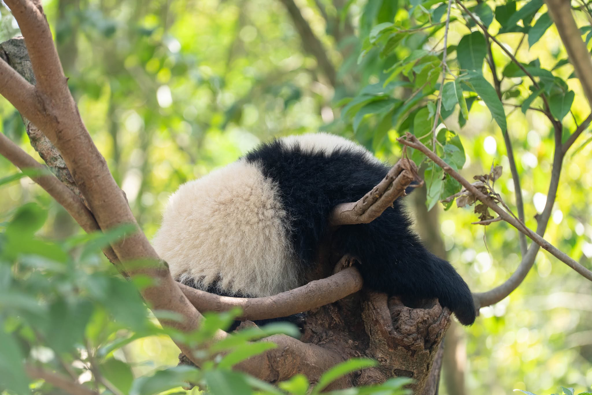 A fluffy panda cub sleeping peacefully curled up in a tree branch. A fluffy panda cub sleeping peacefully curled up in a tree branch.