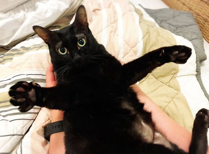 An adorable black cat lying on its back being held like a baby with paws spread open.