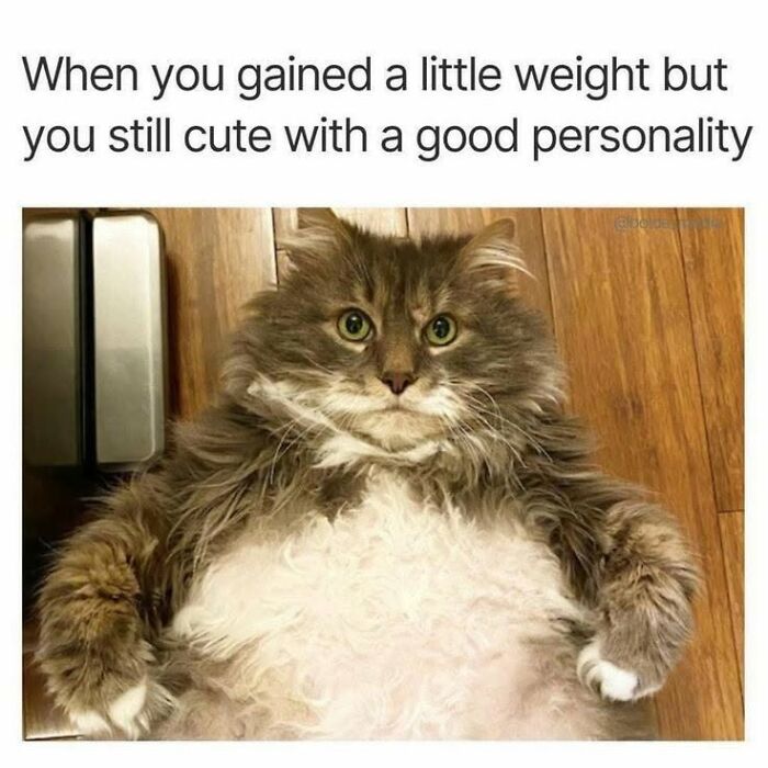 50 Animal Memes From The “Love Animal Memes” Facebook Page That Perfectly Capture The Chaos Of Living With Pets