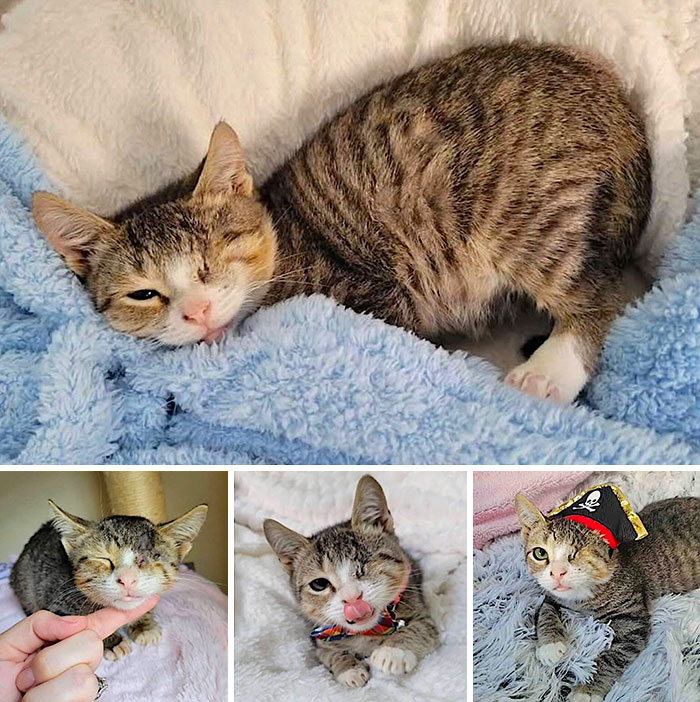 One-eyed tabby kitten lounging on a blanket, part of inspiring stories of cats who found love.