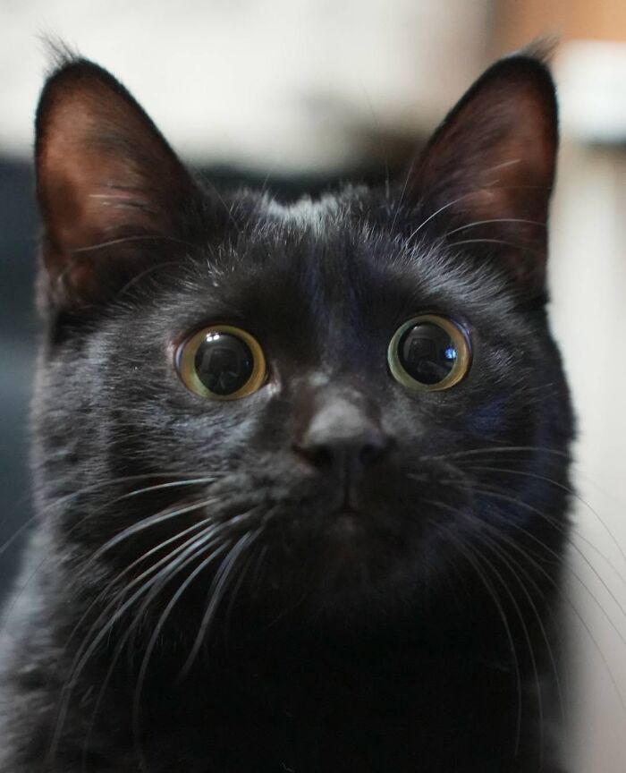 A close-up shot of a funny black cat with wide, curious eyes looking directly at the camera.