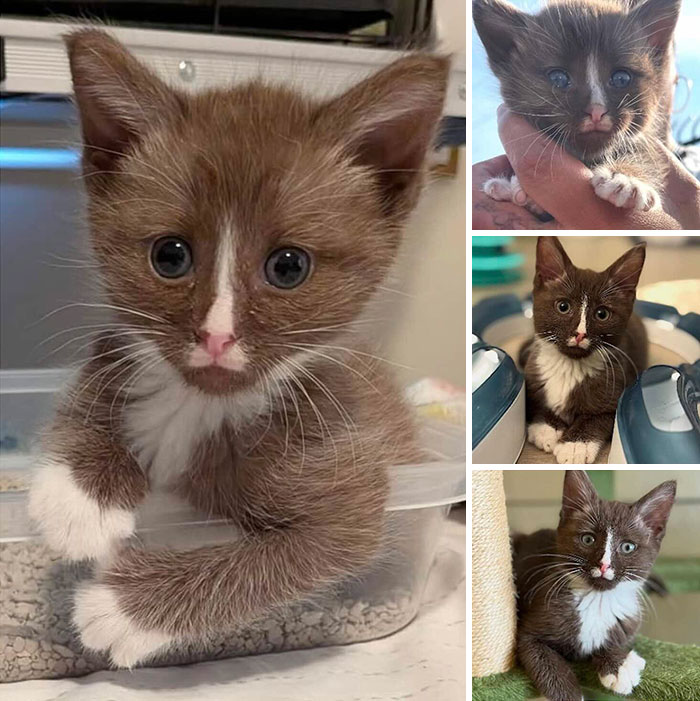 Cute brown and white kitten sitting in a container, featured in inspiring stories of cats who found love.